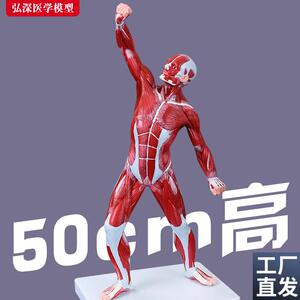 人体全身肌肉模h型50cm运动状态浅层解剖结构医学教学模具仿真道