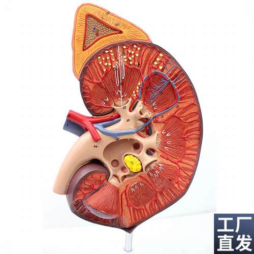 ENOVO颐诺医j学人体肾脏肾上腺模型肾器官解剖泌尿系统模型生殖泌