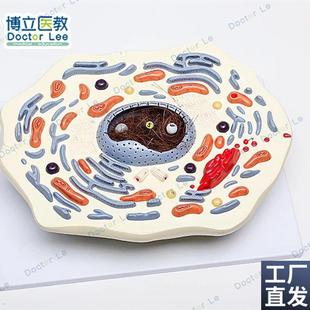 动物细胞模型显微结q构解剖模型细胞膜细胞质细胞核线粒体