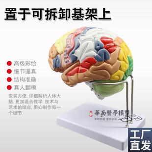 正品放大c版可拆卸彩色头颅骨人体大脑神经解剖人脑室功能区分模