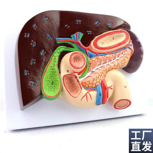 ENOVO颐诺人体肝胆胰十v二指肠胃结构模型肝胆脾胰解剖切面模型消