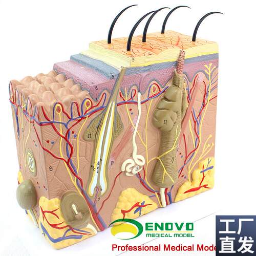 ENOVO颐诺放大版人体皮v肤组织结构解剖模型美容微整教学展示演示