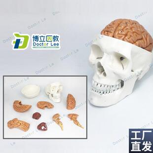 医学人体头颅骨大脑o头骨模型颅脑解剖神经科静态模型脑部模型