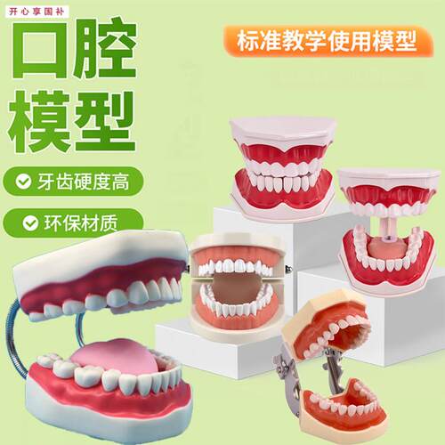 早教牙齿教学模型儿童口腔教学幼儿园教Y刷牙模型口腔保健护理牙