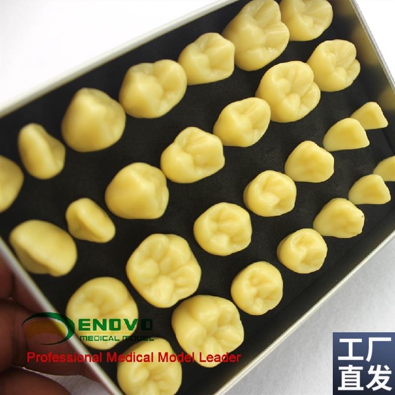 ENOVaO颐诺2倍雕牙练习指导模型牙颌面口腔学教学雕牙齿模型成人