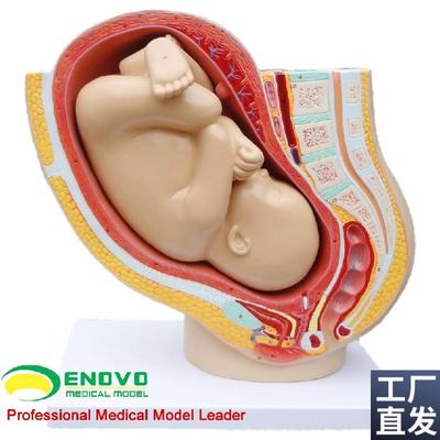 普及版女性盆腔附足月胎儿模型妊D娠发育九个月胎儿子宫生殖模型