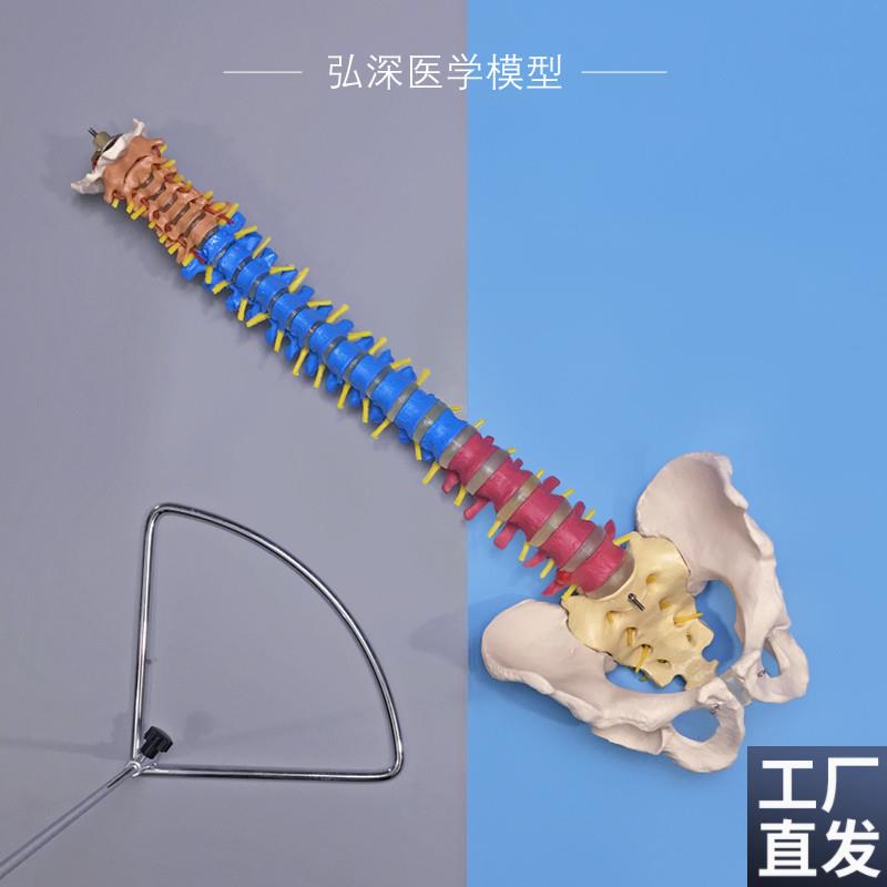 彩色人体脊柱模型带骨盆脊椎间盘神经1比J1颈腰椎中医学正骨科教