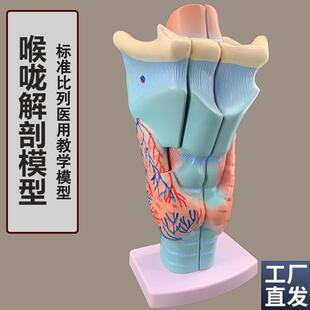 2倍放大咽喉模型喉咙解剖标本喉部E血管甲状腺喉结喉头医教学仿真