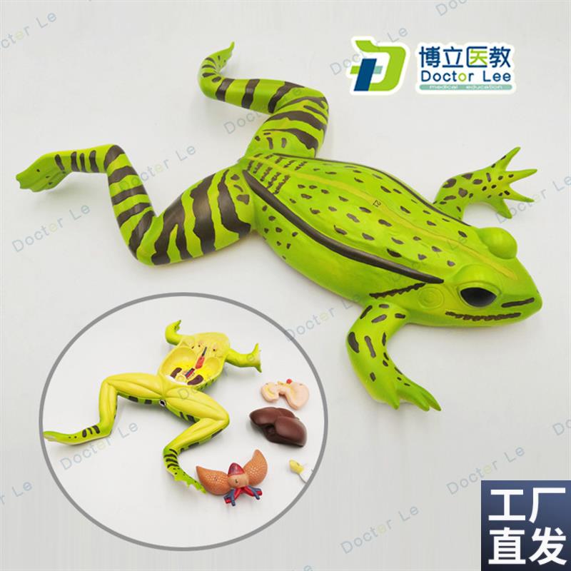 蟾蜍蛤蟆解剖模型青蛙模型生物解剖学仿真S青蛙标本动物模型