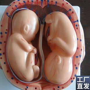 8件 妊娠胚胎模型 怀孕胎儿模型 胎儿妊娠发育g过程模型