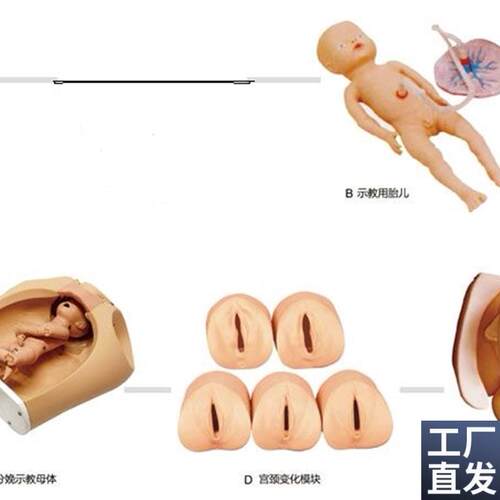 高级腹部触诊分娩机转综合模K型分娩机转示教模型