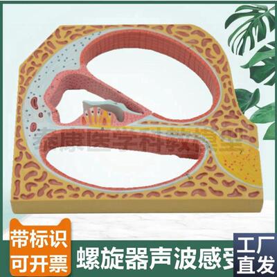 内耳螺旋器声波感受器柯蒂氏器声B音传导原理耳蜗半规管鼓膜听小