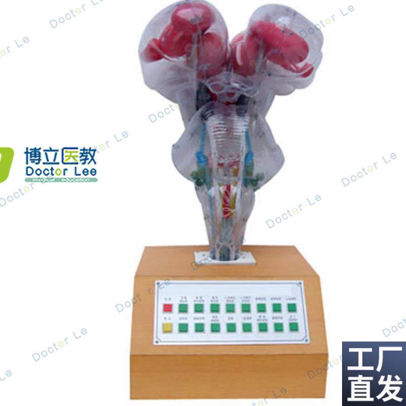电动脑干模型脑科模型教用医用科K教展示科学展馆解剖