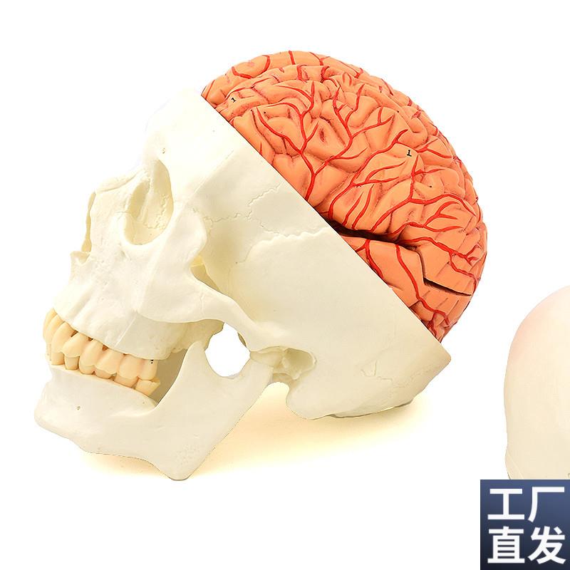 ENOVO颐诺头颅骨p附脑动脉模型颅脑动脉血管大脑解剖头骨模型