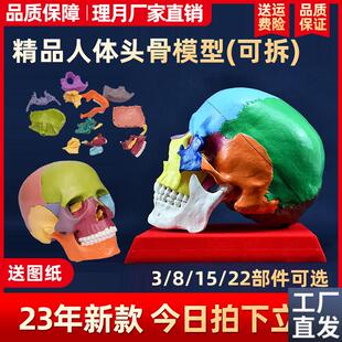 骷髅头骨模型人体脑部骨绘医学解剖头模标本胸像解U剖头颅艺用美