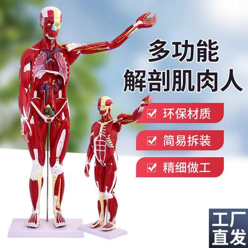 80CM人体全身肌肉模型内脏器官解剖结I构组织拆卸运动仿真医学教