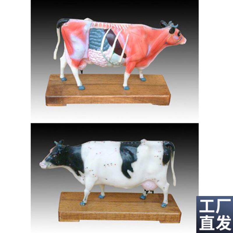 动物中医牛体针灸穴位练习K模型解剖标本模具