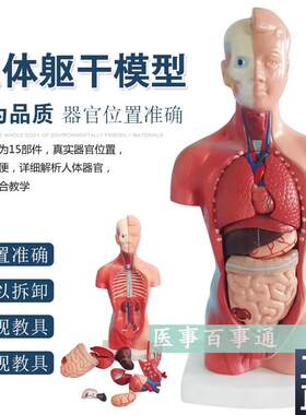 人体模型28CM躯干人体内x脏解剖模型医用教具骨骼儿童益智玩具