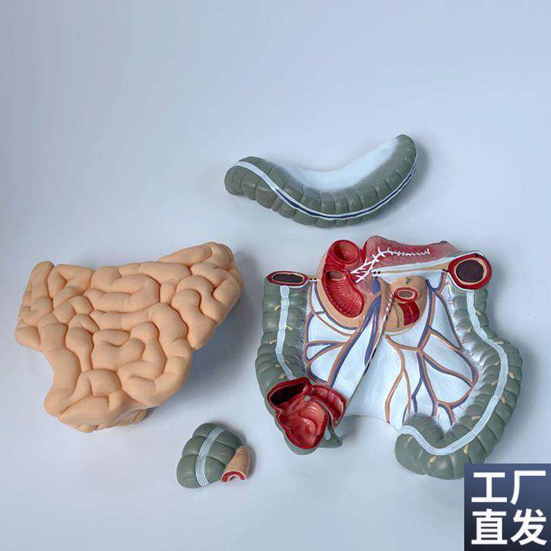 空肠回肠结d肠人体肠道模型肠系膜淋巴血管肛肠医药解剖教学可拆