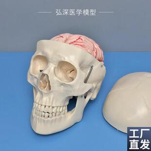人体头颅骨模型附带大q脑动脉血管骷髅头骨骼解剖结构可拆8块教学