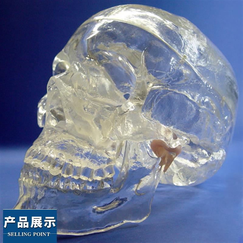 ENOVO颐诺透明人体头颅骨解剖模型水晶头骨神经科X光介入模型
