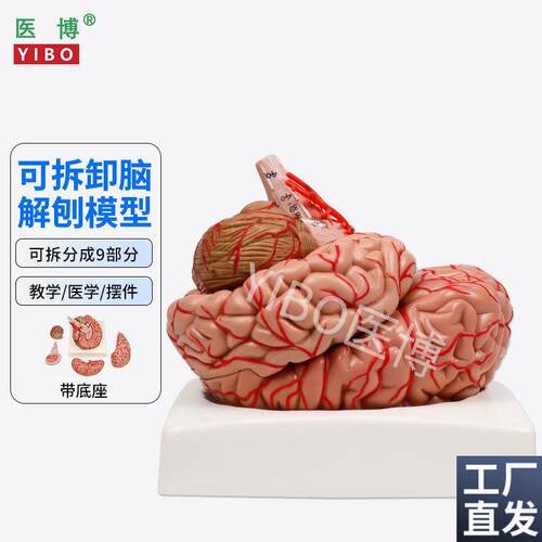 医博人体大脑模型脑结构模型医用带数字标识E脑动脉脑血管模型人