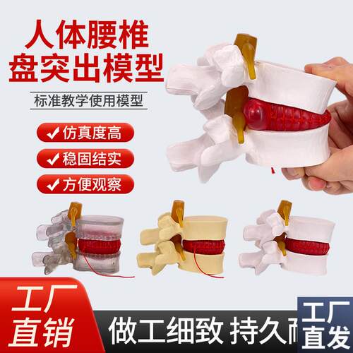 仿真腰椎模型椎间盘m1:1人体骨骼脊柱脊椎解剖医用教学骨架标本