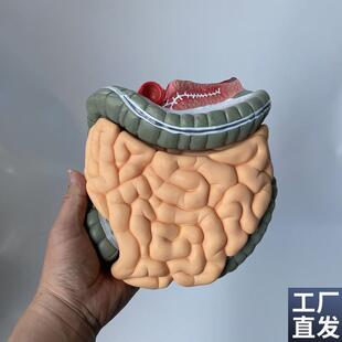 大小肠阑尾盲肠系k膜淋巴结人体消化道肛肠教学模具空回肠结肠直