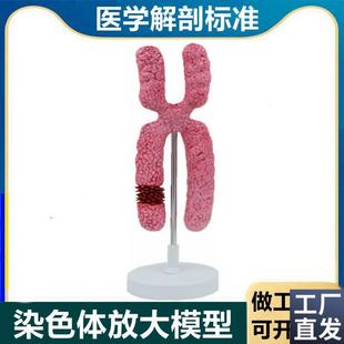 染色体模型细胞有丝分裂减数分裂遗E传物质性别基因载体23对生物