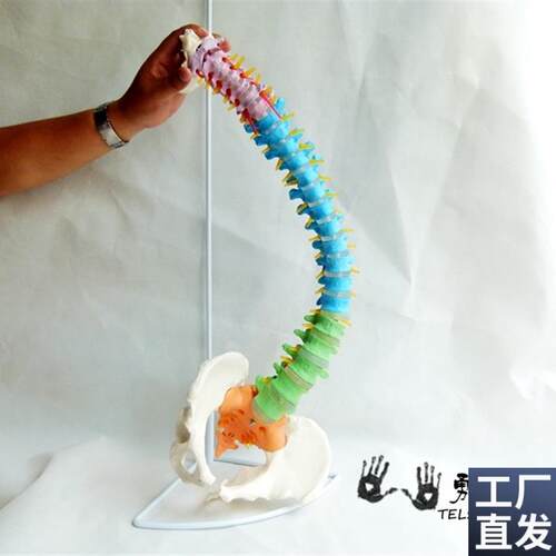 一比一人体脊椎模型脊柱色分区分模型中医正骨W人体骨骼模型