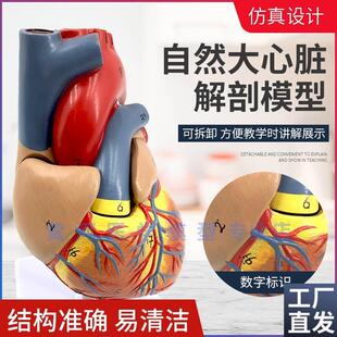 正品1:a1人体心脏解剖模型B超彩超数字标识心脏教学模型可拆装