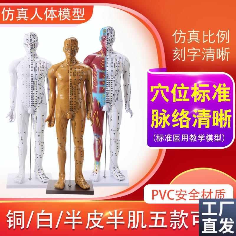 85CM人体g针灸模型人体穴位模型经络按摩男针灸中医教学小人刻字