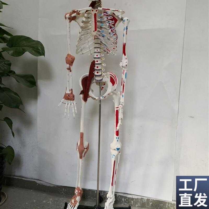 170cm人体骨骼p韧带肌肉数字编码骨架医用教学讲解模型