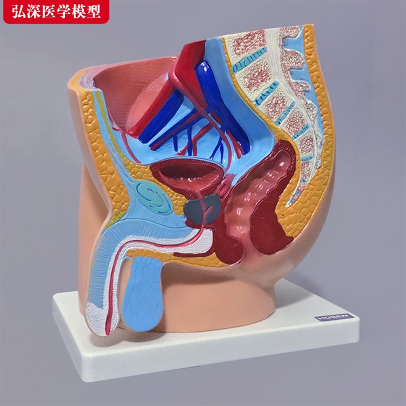 男性生殖系统模型人体矢状解剖面结构骨盆腔医学教学模具教具道具