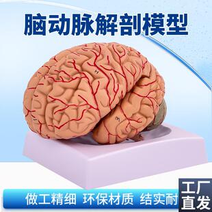 神经科脑科人体大脑解剖脑分区脑血管脑解剖模型可Z拆分9部件