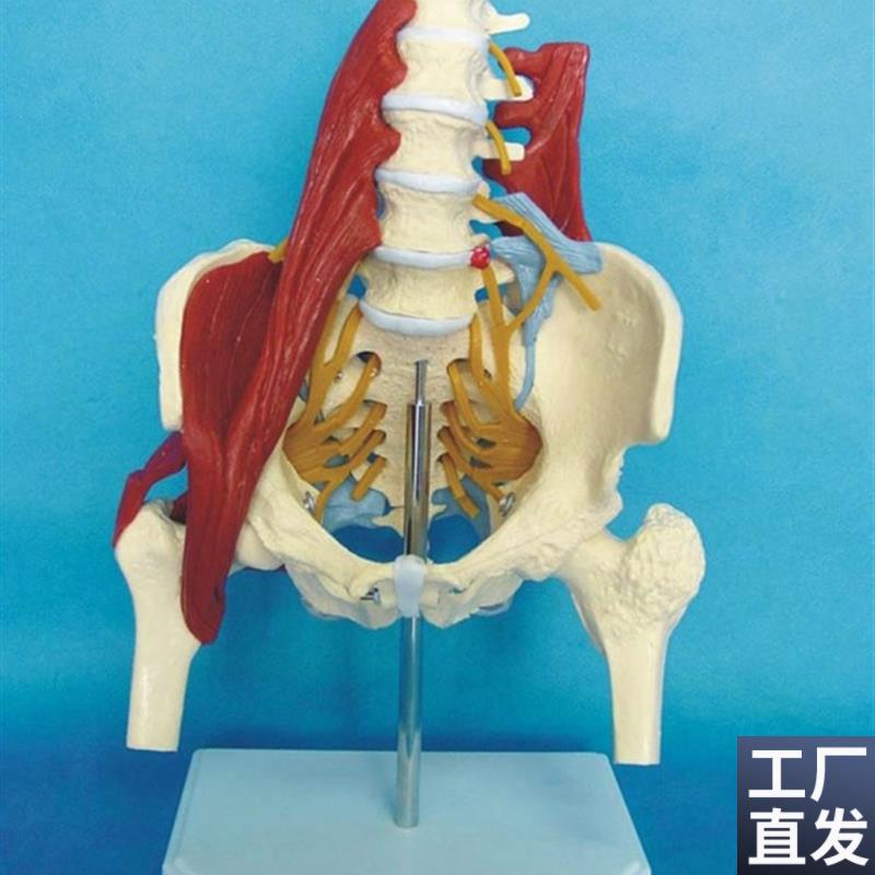 人体女性腰e椎带肌肉骨骼模型盆骨骨架骶骨产妇盆底肌修复演示