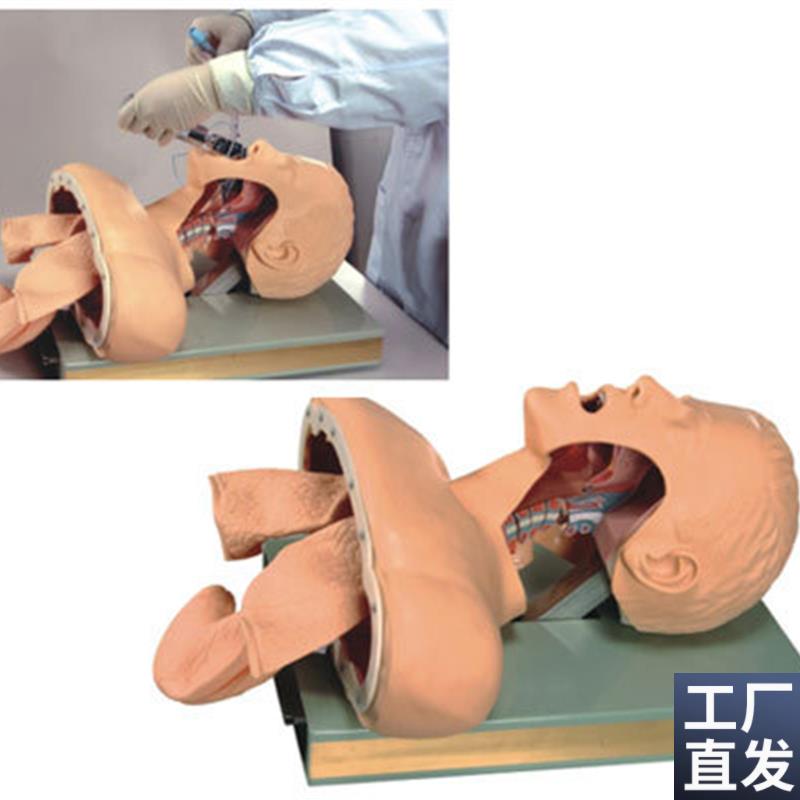 成人气管插管训练模型气道管理模D型带解剖成人气管插管模型人