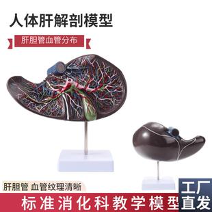 人体肝胆a囊血管模型肝脏解剖模型消化外肝胆科消化系内脏器官构