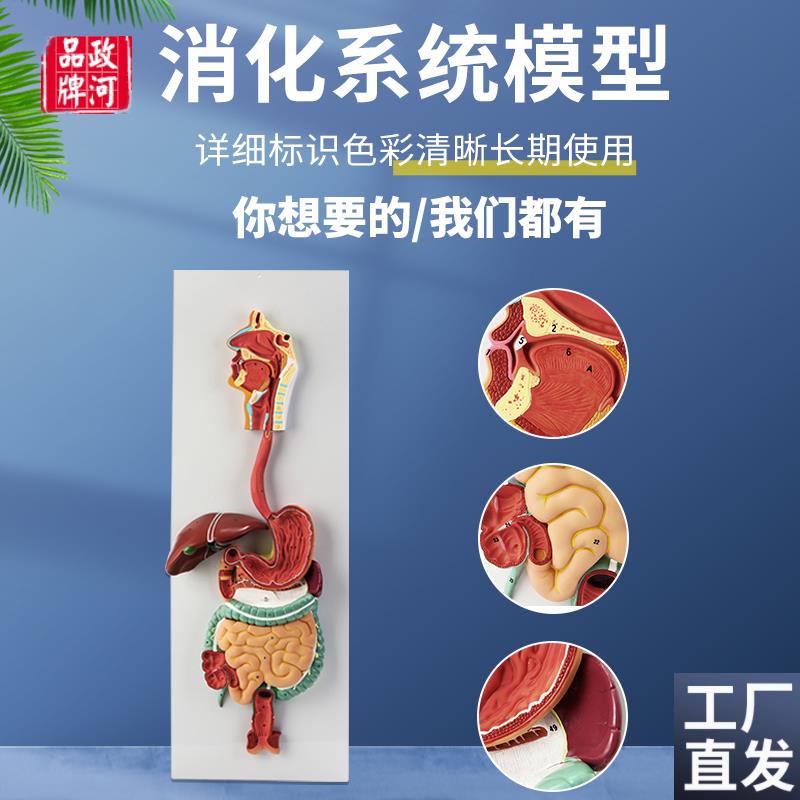 人体消化系统模型内脏器官解剖心脏鼻咽喉肠胃医R院学校用教学教