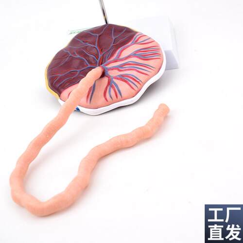 ENOVO颐诺胎盘脐带组织结构解剖M模型妊娠组织胚胎教学