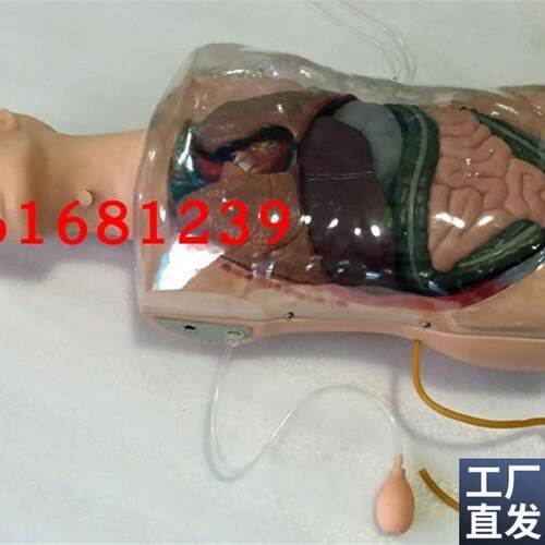 三腔二囊管训练模型鼻胃管训练模D型二囊管训练模型透明洗胃模型