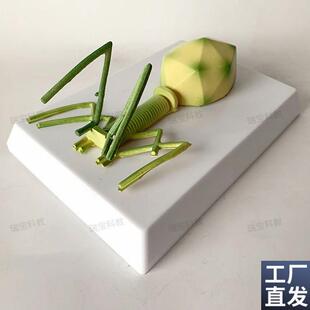 噬菌体细菌模型真菌p藻类放线菌螺旋体中学装备生物实验器材