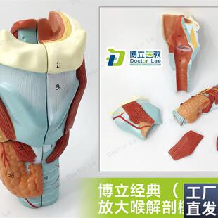 喉解剖模型咽喉解剖o人体喉部放大模型喉发声练习模型教用医用