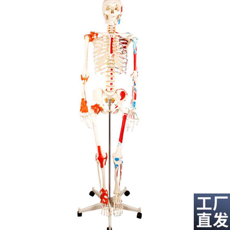 人体骨骼附半边肌肉着色韧带模型骨架H模型170CM骨科骨骼标本