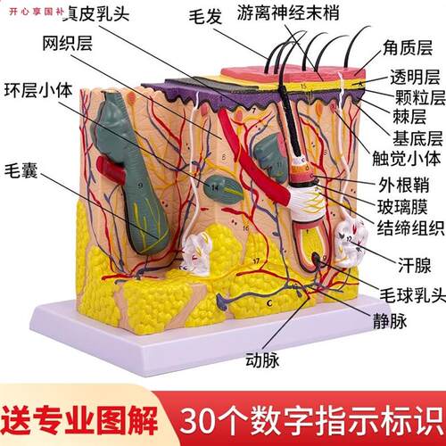 人体皮肤组织结G构放大模型皮肤切面解剖模型美容整形皮肤微整形