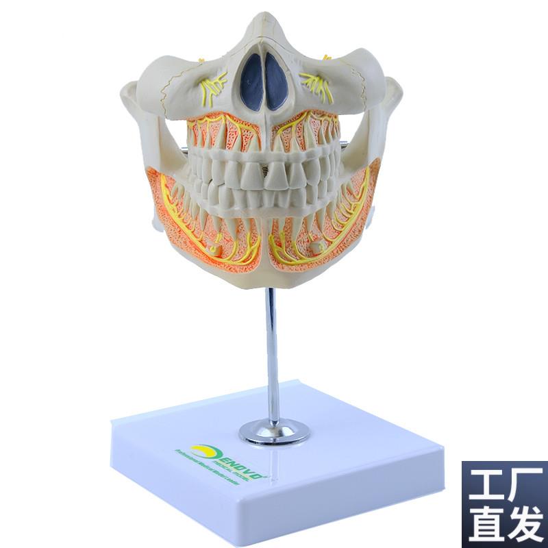 ENOVO颐诺人体恒牙解剖模w型成人牙列上下颌骨口腔科教学医院教学