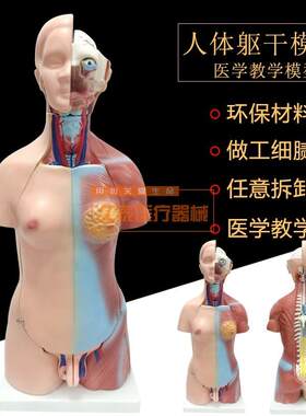 人体模型28CM躯干人体内脏解剖模型医用N教具骨骼儿童益智玩具