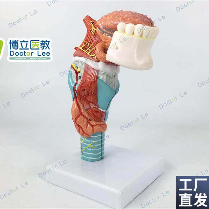 人体喉舌c牙模型咽喉解剖舌头模型甲状腺模型器官