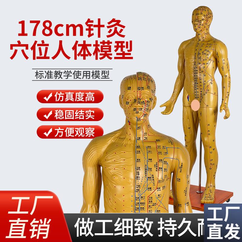 人体穴位模型170178CuM半肌肉解剖中医针灸全身铜人成人11经络
