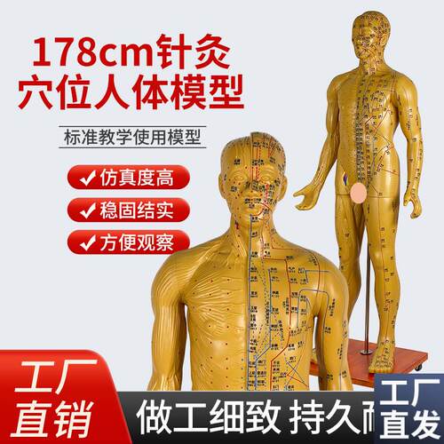 人体穴位模型170178CuM半肌肉解剖中医针灸全身铜人成人11经络
